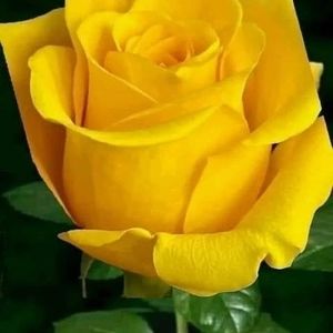 Meet your Posher, Eva